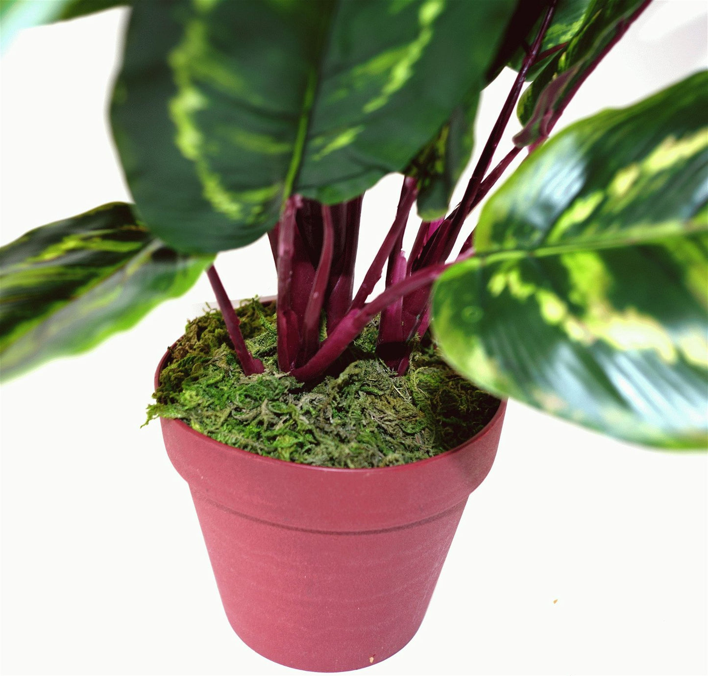 Artificial Medium 50cm Calathea Veitchiane Plant