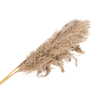 Naturally Dried Pampass Grass Stem 79cm