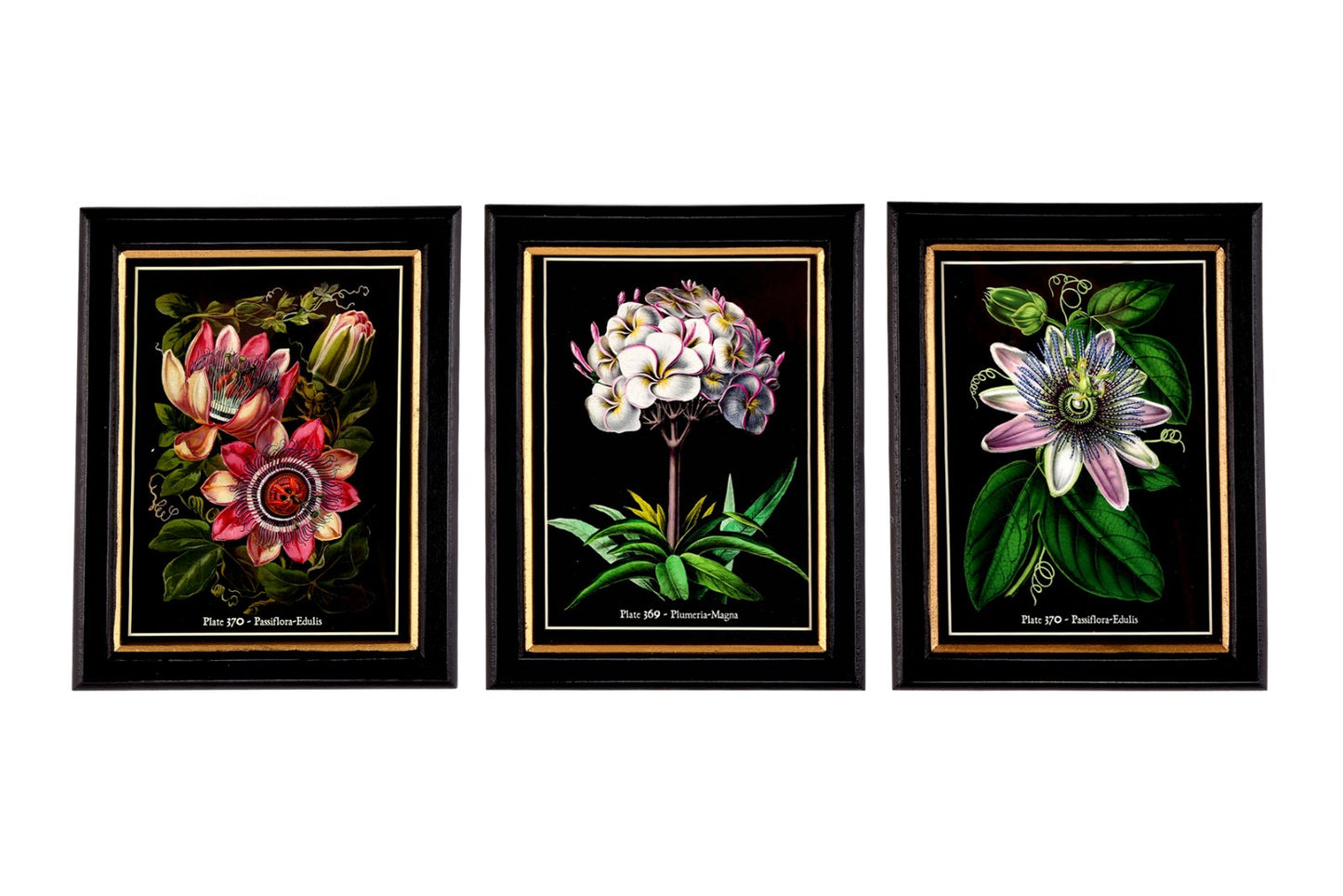 Botanical Framed Print 25cm