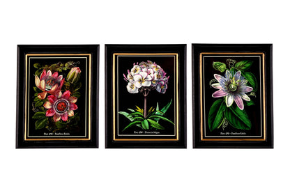 Botanical Framed Print 25cm